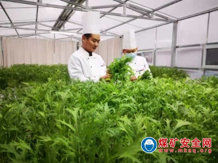 唐口煤業：第一批無土栽培有機蔬菜開始采摘