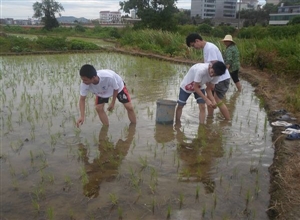 中國礦業大學築夢實踐團到農田實踐