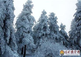 雪鬆