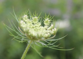 花與蜂（攝影作品）