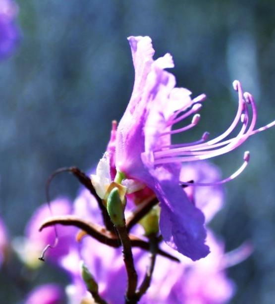 範景儀：杜鵑花