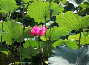 映日荷花別樣紅 喬利強攝影作品