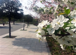 黎芝華 楊馳:礦大——夢開花的地方