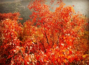 卜欣:香山紅葉豔如火