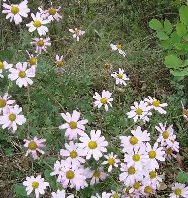 雜草中的花朵 陳小豔攝影作品