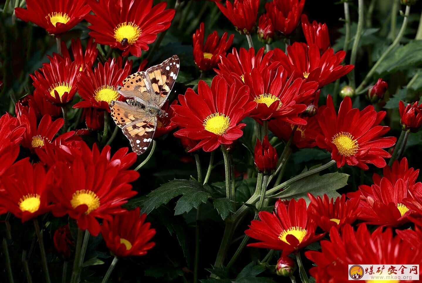 蝶戀花