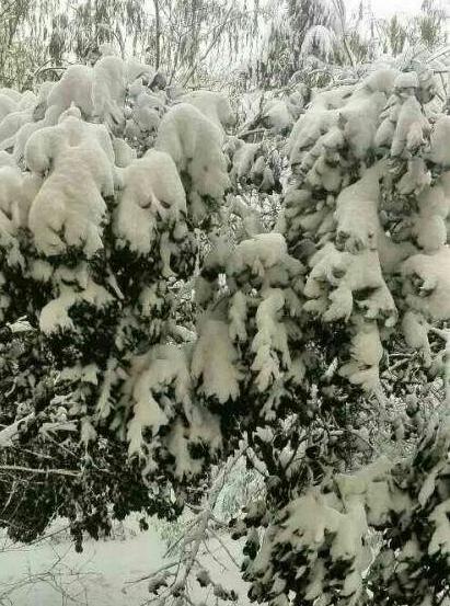 雪景 劉合清攝影作品