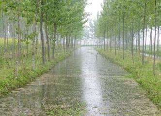 雨後清歇 任利娟攝影作品