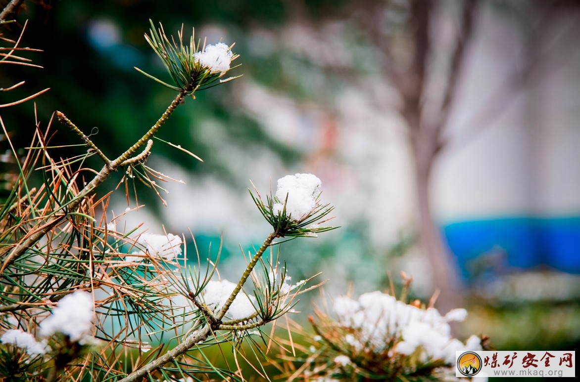 初雪  牛華劍攝影作品