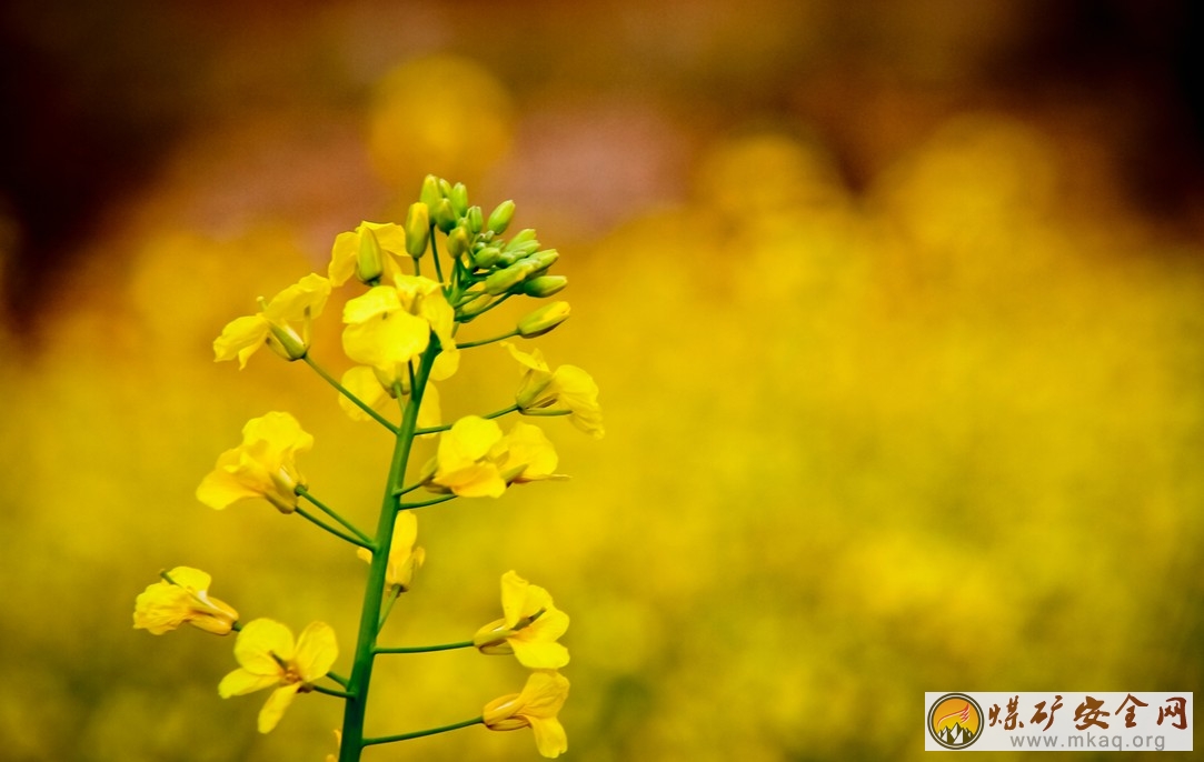 油菜花