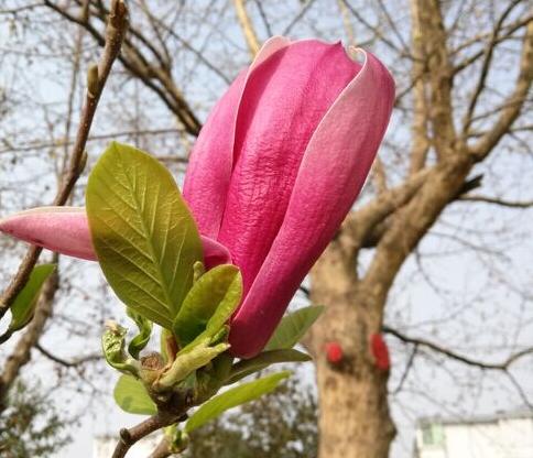 心花怒放 吳鵬程攝影作品