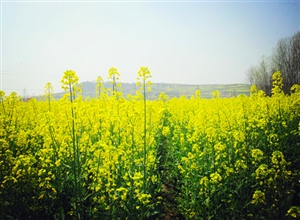 葉明慧:3月賞油菜花田