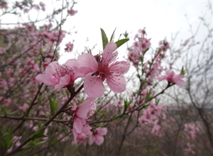 《桃花壓枝笑春風》 作者：萬祖波