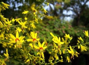 屋後一樹木蘭芽