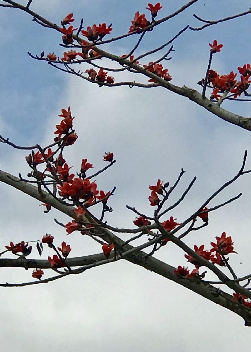 花開紅豔