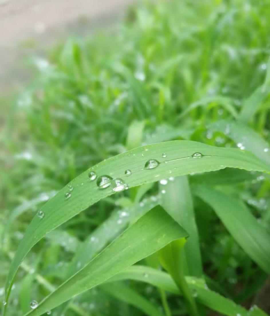 渭城朝雨-趙東鴿