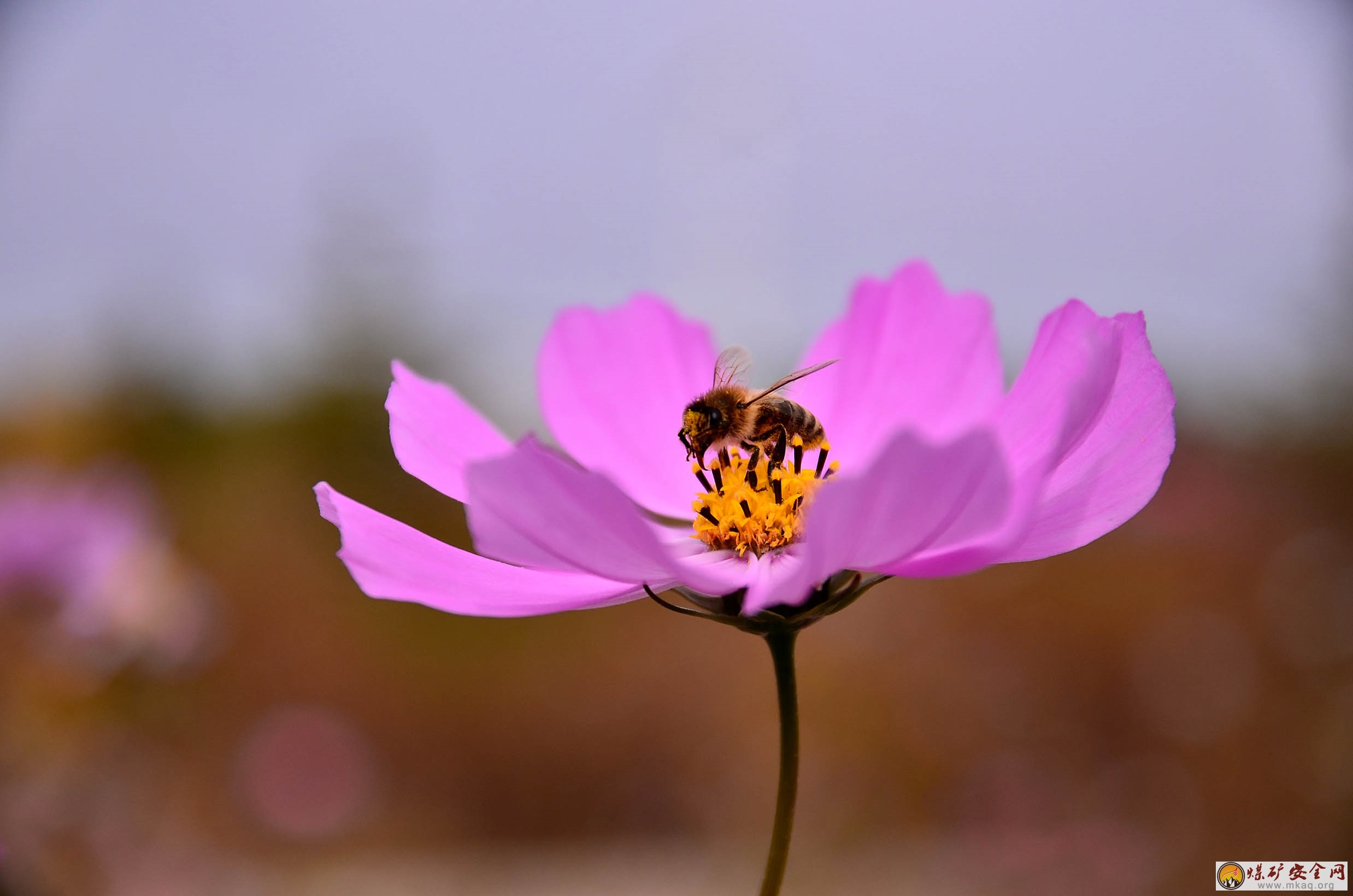 采蕊芬芳間<br />此影比蜜甜