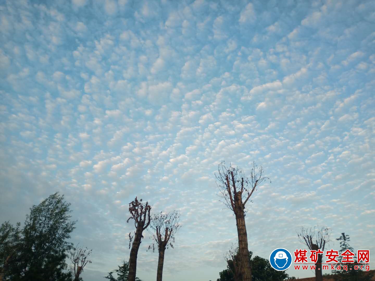 飛魚在天-趙延鴿