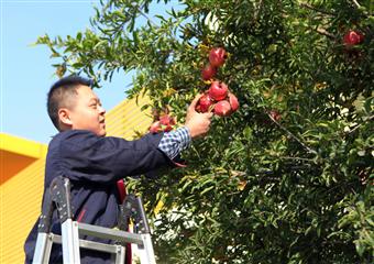 邱集煤礦又見石榴果兒紅