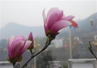 芳姿欲綻還含羞，隻向藍天吐春香