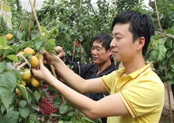 山東能源臨礦集團軍城煤礦：碩果壓枝 杏香滿園