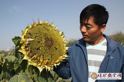 天業塑料總廠新研發除草薄膜試驗成功