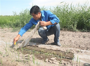 天業塑料總廠生物降解地膜大田試驗取樣如期進行