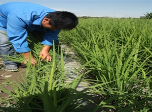 天業塑料總廠生物降解膜試用一期采樣檢測