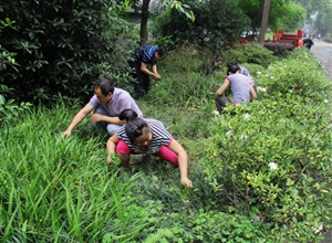 華鎣山廣能公司嘉華公司機關人員義務清除花圃雜草