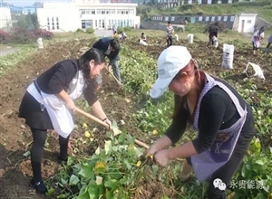 糯東煤礦：“職工菜園”收獲豐