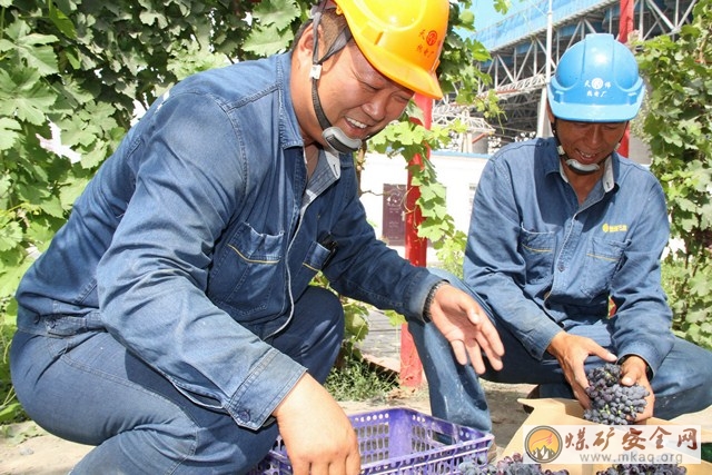 綠化成果職工共享 天業熱電基層員工喜悅領取自產葡萄