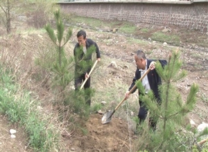 潞寧公司開展黨員義務奉獻周植樹護綠活動