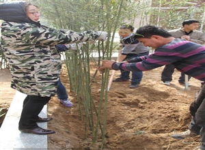 陝煤集團澄合礦務局王村社區：掀起植樹美化活動熱潮