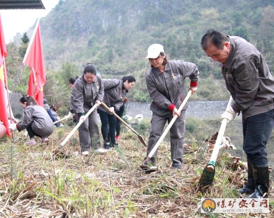 華錫再生資源公司開展新春義務植樹活動  為礦山添新綠