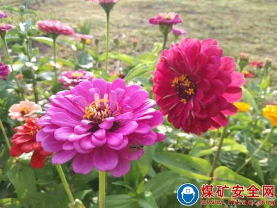 攝影  小雒菊花