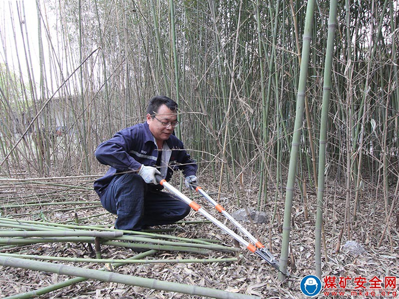 任樓煤礦綠化在行動，修剪升顏值