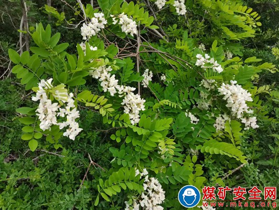 槐花麥飯