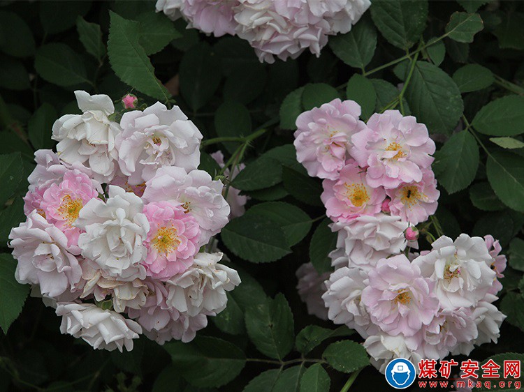 任樓煤礦：月季花開香滿園